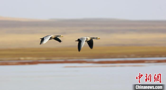 圖為飛翔的斑頭雁?！【G色江河 供圖