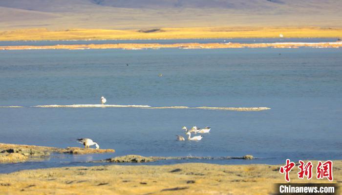 圖為斑頭雁在班德湖中休憩。　綠色江河 供圖