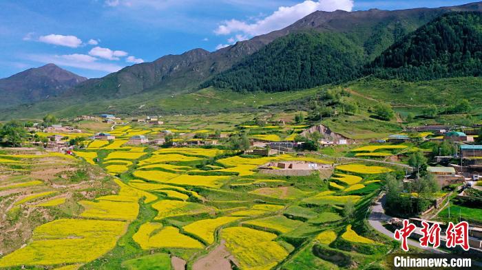 圖為加吾鄉(xiāng)的油菜花?！￡P(guān)卻才讓 攝