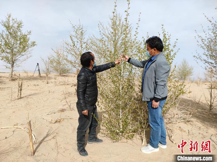 柴達(dá)木盆地的護(hù)林員：守護(hù)，只為那一片綠