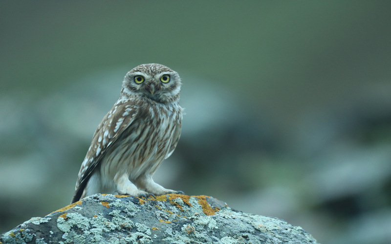 縱紋腹小鸮。江文江措攝