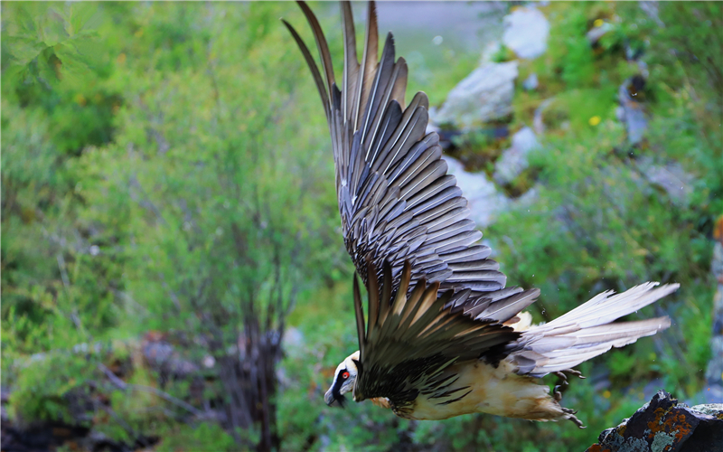 胡兀鷲。江文江措攝