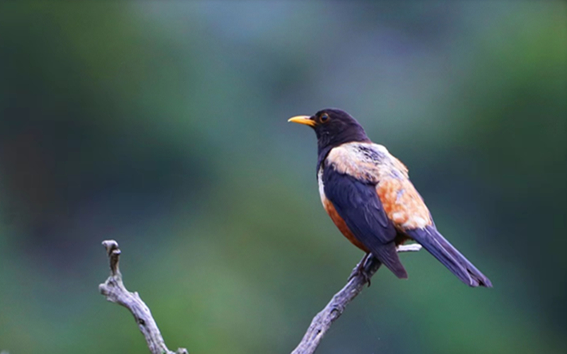 棕背黑頭鶇。江文江措攝
