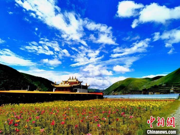 近百畝百合花競相開放，景色誘人?！∪捞量h委宣傳部供圖