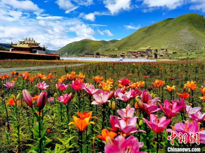 近百畝百合花競相開放，景色誘人?！∪捞量h委宣傳部供圖