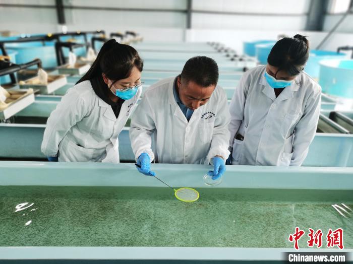 圖為工作人員檢查魚苗?！?zhí)砀?攝