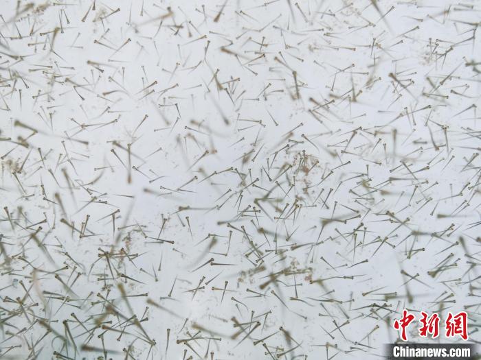 圖為魚(yú)苗?！?zhí)砀?攝