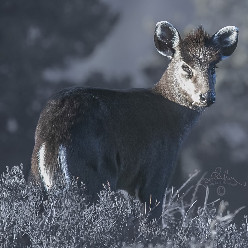毛冠鹿。涼山州委宣傳部供圖
