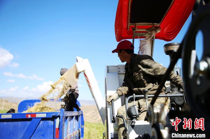 圖為飼草收割?！●R芝芬 攝