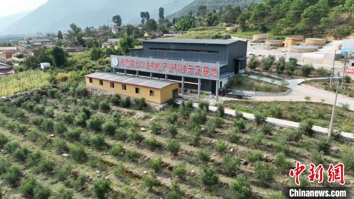 伍合村的油橄欖種植基地?！「呒午?攝