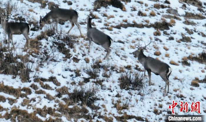 圖為巖羊和馬鹿集體覓食?！《继m縣融媒體中心 供圖