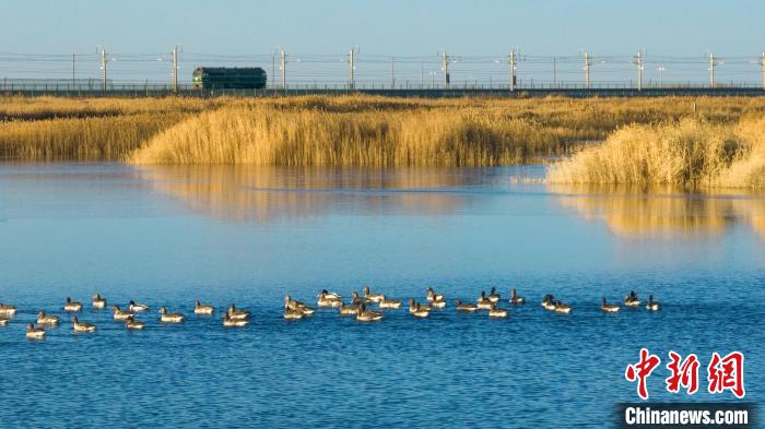 圖為多種野生鳥類在湖中游蕩?！『螁⒔?攝