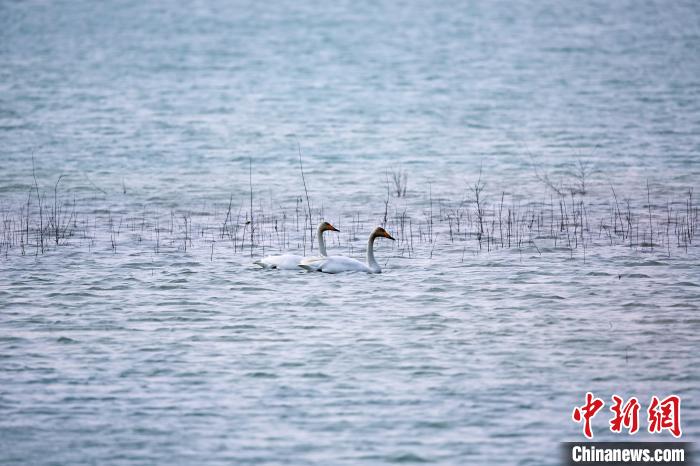 圖為天鵝在湖面嬉戲?！◇泱憔?攝
