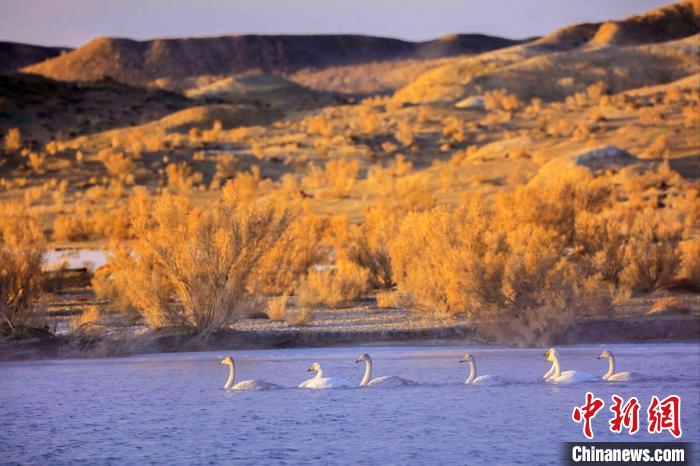 圖為黃河岸畔貴德縣迎來(lái)天鵝“做客”?！◇泱憔?攝