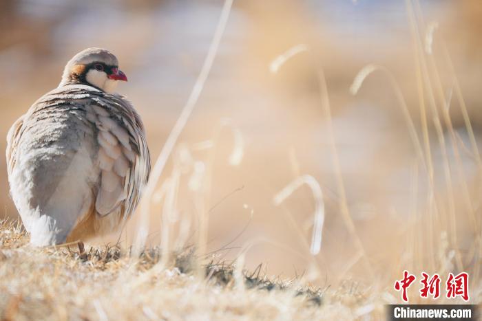圖為都蘭縣境內(nèi)的鳥類?！±?攝