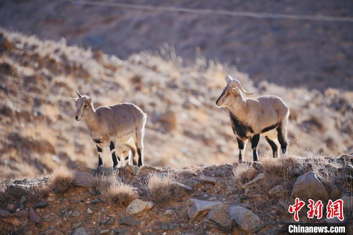 圖為都蘭縣境內(nèi)的野生動(dòng)物?！±?攝