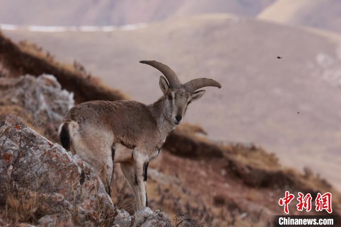 青海雜多:雪中巖羊群悠然自得