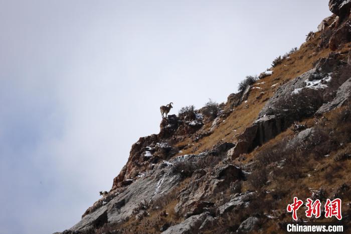 圖為在山崖上站立的巖羊。　白日丁布江才 攝