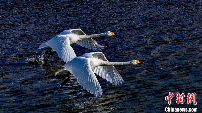 圖為兩只大天鵝?！?yán)桉 攝