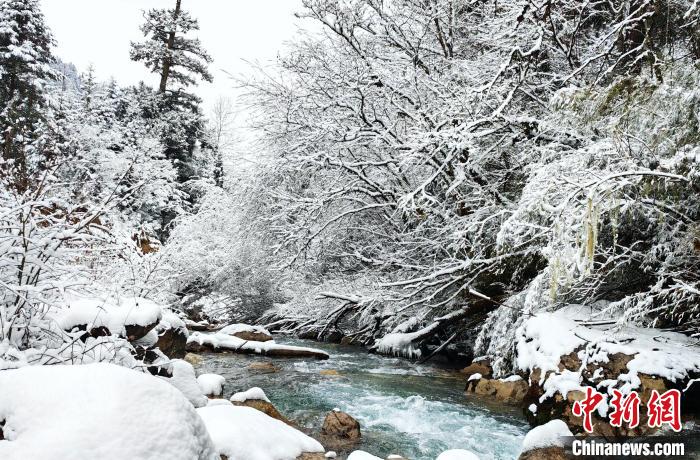 大熊貓國家公園王朗片區(qū)春雪如畫，宛若仙境?！×_春平 攝