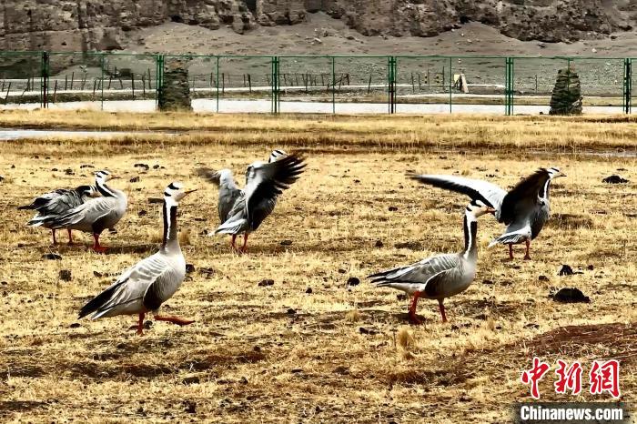 圖為斑頭雁?！“?攝