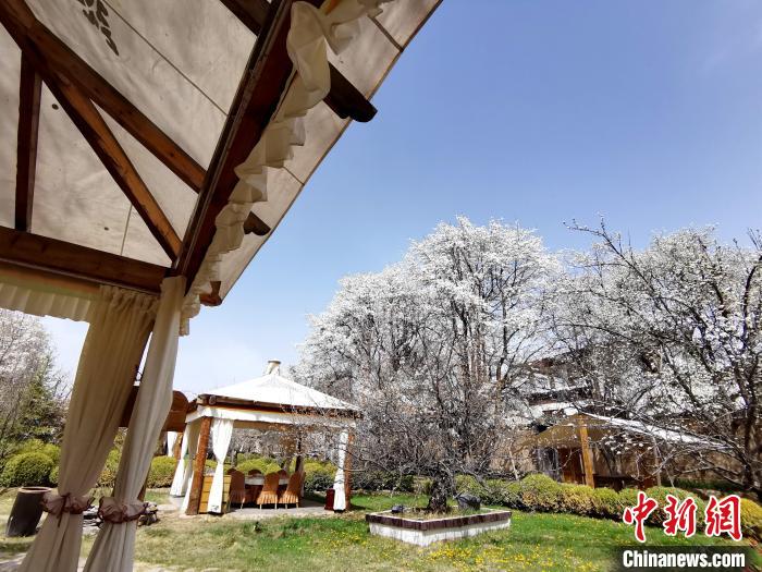圖為梨花?！?zhí)砀?攝