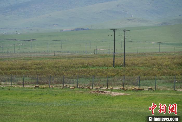 圖為成群普氏原羚在草場上愜意覓食，悠閑自在?！●R銘言 攝