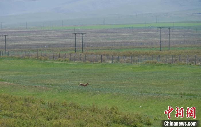 圖為一只普氏原羚在草場上奔跑?！●R銘言 攝