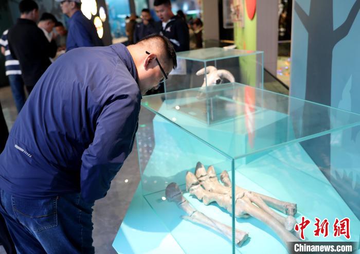 圖為臺(tái)商在祁連山國(guó)家公園生態(tài)科普館內(nèi)觀看標(biāo)本。　薛蒂 攝