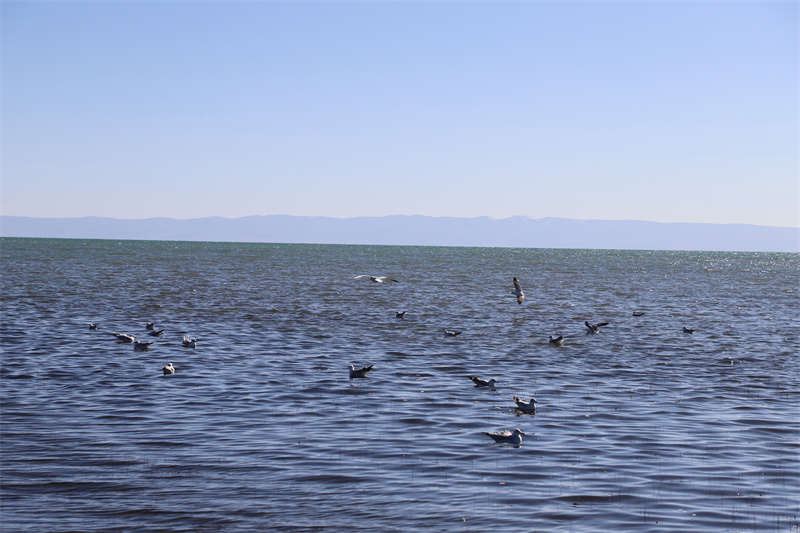 青海湖北岸仙女灣。才旦桑吾攝