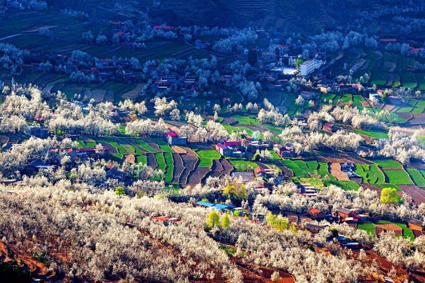大金川上看梨花，梨云悠悠，滿山遍野潔白一片。金川縣供圖