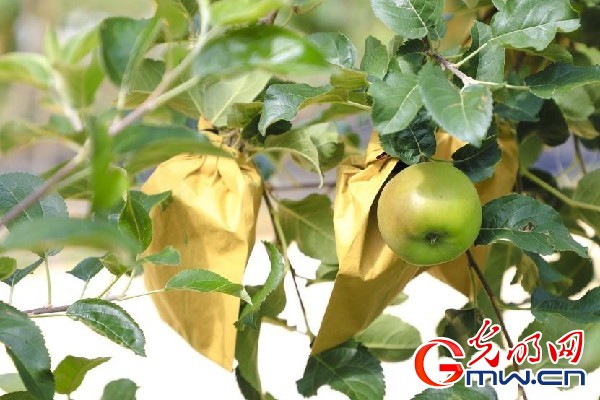 我們的家園｜小蘋果帶動大產(chǎn)業(yè)，帶你看看這座阿壩州小村的鄉(xiāng)村振興新模式