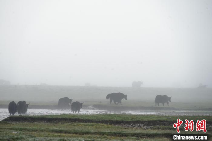 圖為成群牦牛在草灘上戲水漫步，宛如靜美水墨畫(huà)?！●R銘言 攝