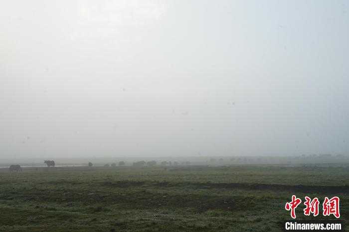 圖為成群牦牛在草灘上覓食、漫步，宛如靜美水墨畫(huà)?！●R銘言 攝