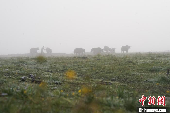 圖為成群牦牛在草灘上覓食、漫步，宛如靜美水墨畫(huà)?！●R銘言 攝