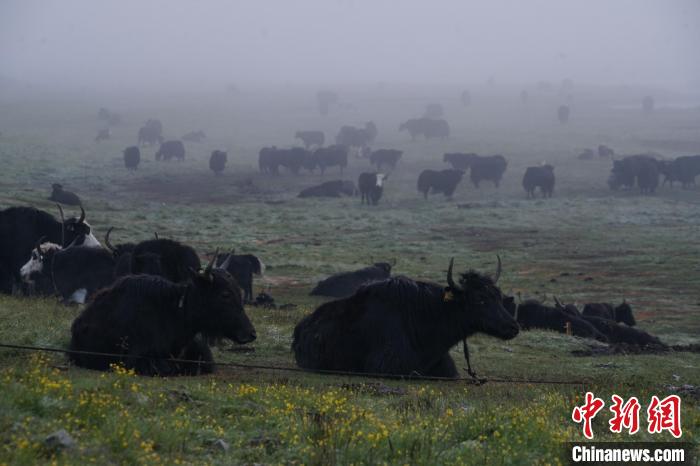 圖為成群牦牛在草灘上覓食、棲息，宛如靜美水墨畫(huà)?！●R銘言 攝