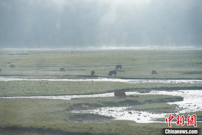 圖為成群牦牛在草灘上覓食、漫步，宛如靜美水墨畫(huà)?！●R銘言 攝