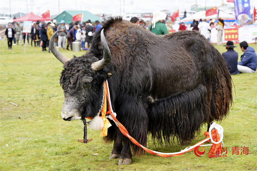 澤庫牦牛評(píng)比展示。人民網(wǎng) 陳明菊攝