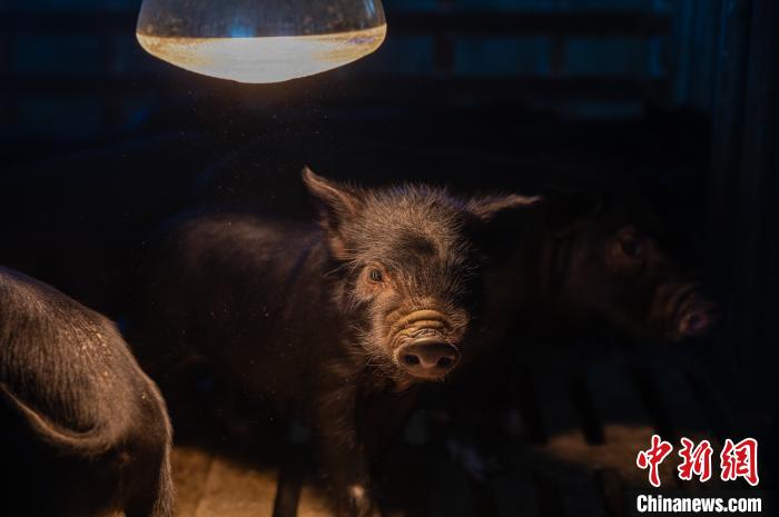 圖為藏豬被稱為“高原之珍”，以口感佳、營養(yǎng)價值高而聞名。　何蓬磊 攝