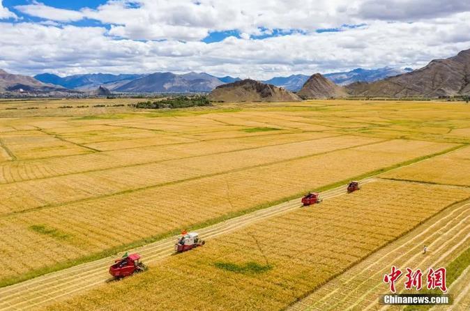 資料圖：西藏日喀則市江孜縣紫金鄉(xiāng)努堆村村民利用收割機收青稞。<a target='_blank' ><p  align=