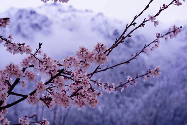 世外桃源！一組圖告訴你，西藏林芝桃花能有多美