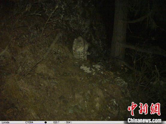 西藏林芝首次發(fā)現(xiàn)雪豹