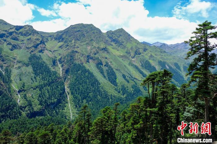 圖為西藏玉麥鄉(xiāng)森林資源。(資料圖) 江飛波 攝