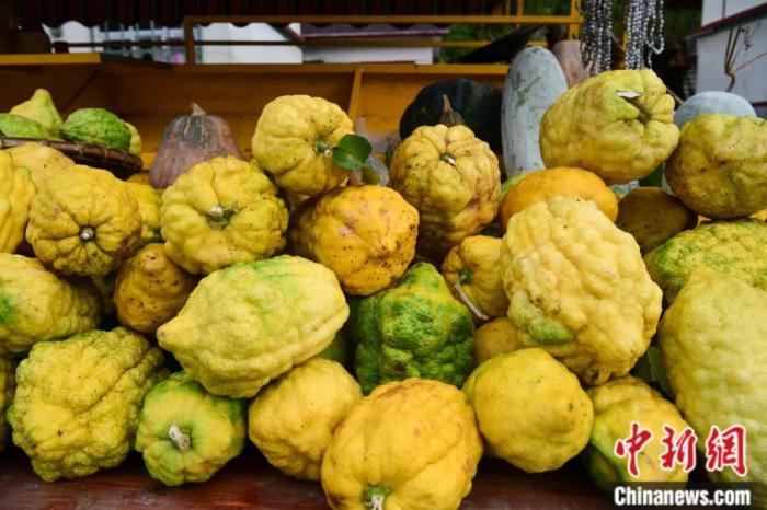 墨脫大檸檬，學(xué)名香櫞，和檸檬均為蕓香科植物。(<a target='_blank' href='/'><p  align=