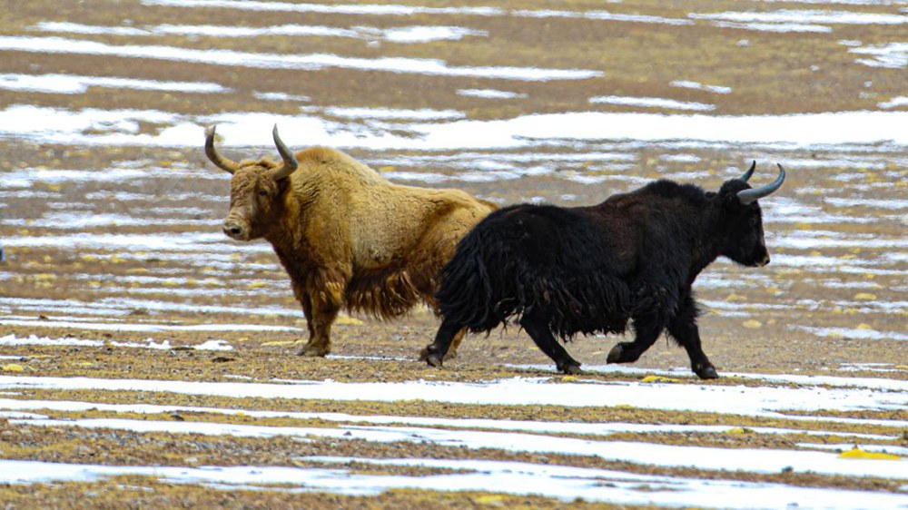 野牦牛。金阿次仁攝