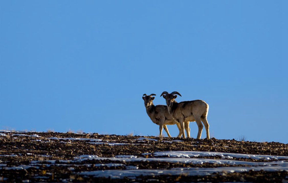 盤(pán)羊。金阿次仁攝