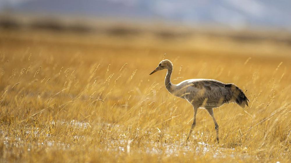 黑頸鶴幼鳥(niǎo)。金阿次仁攝