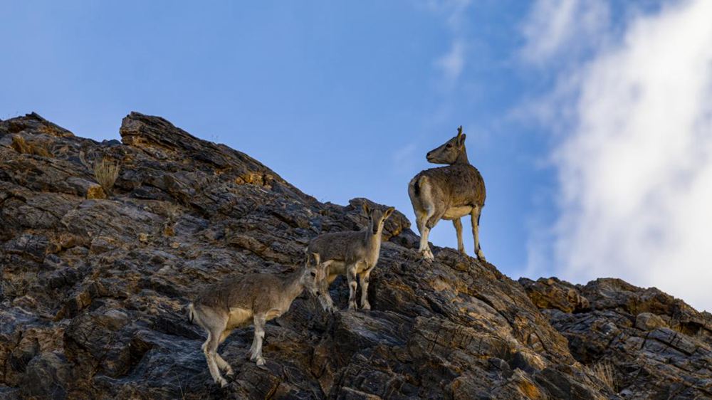 巖羊。金阿次仁攝