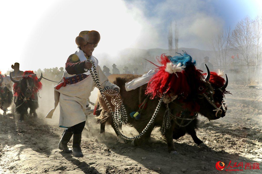 山南市扎囊縣扎其鄉(xiāng)孟卡榮村迎來春耕第一犁。人民網(wǎng) 次仁羅布攝