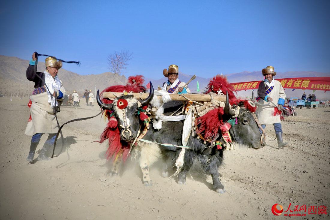 在過去漫長的歲月里，牦牛是農(nóng)耕的主力，“二牛抬杠”代表了一個(gè)時(shí)代。人民網(wǎng) 次仁羅布攝